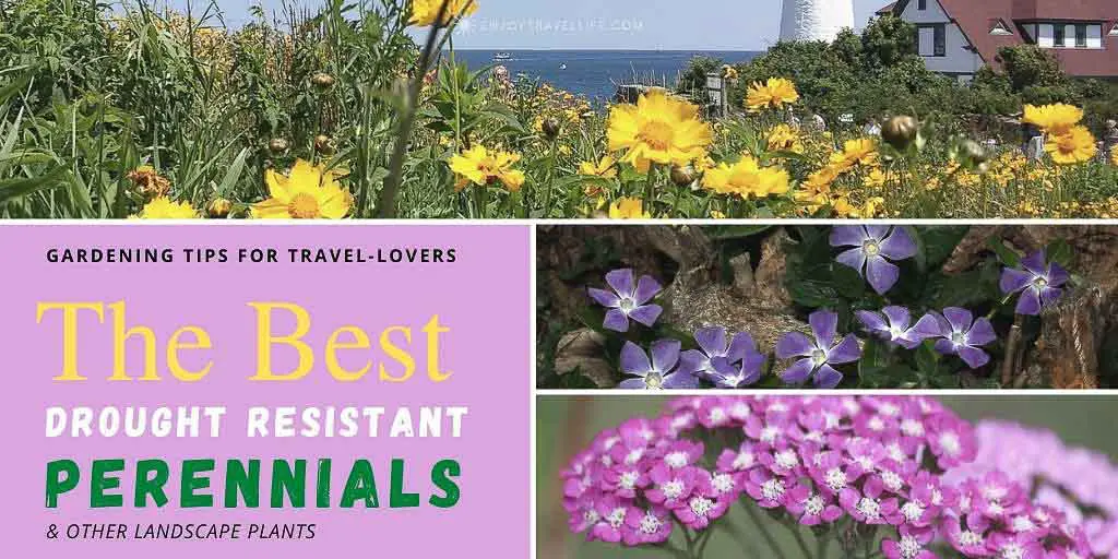 Plant These 28 (Hot!) Drought Resistant Perennials & Plants
